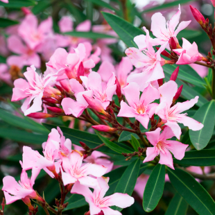 Oleander überwintern: 3 clevere Profi-Tipps