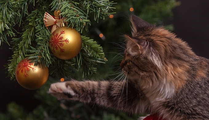 Katze vor Weihnachtsbaum