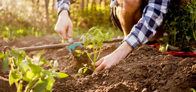 Gartenkalender: Was mache ich wann im Garten?