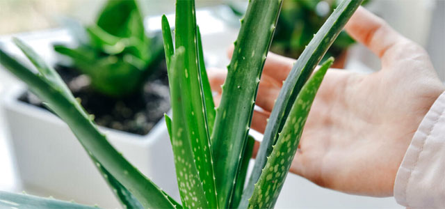 Aloe vera pflegen: Die 3 größten Fehler