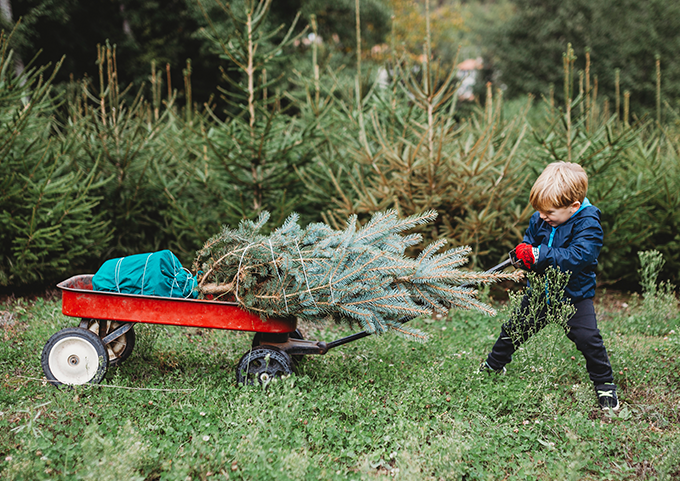 Ihren Weihnachtsbaum einfach online bestellen!