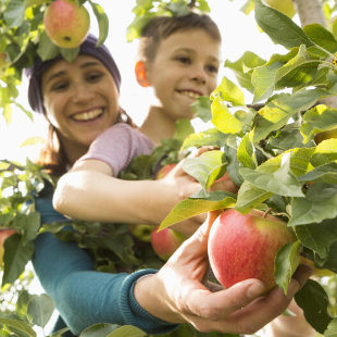 Äpfel ernten: Wie finde ich den perfekten Zeitpunkt?