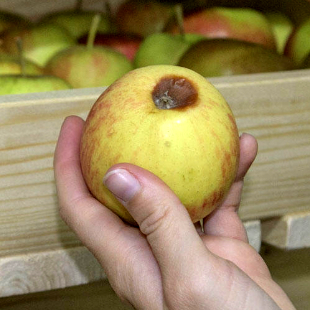 Äpfel haltbar machen: Mit diesem Trick halten sie besonders lange