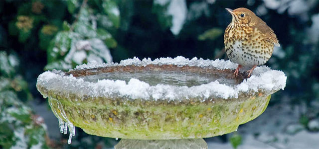 Naturschutz im Garten