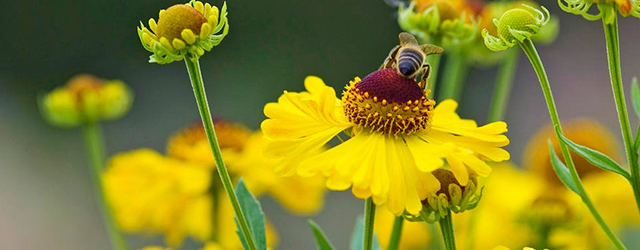 Bienenfreundliche Stauden