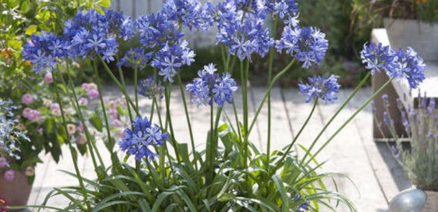 Agapanthus überwintern: Wie viel Schutz braucht die Schmucklilie? 