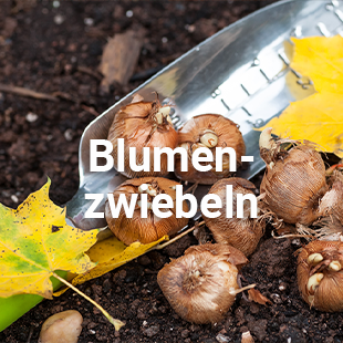 Kategorie: Blumenzwiebeln