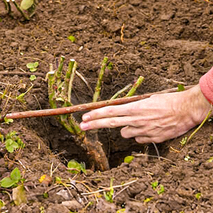 Gartentipps Ziergarten