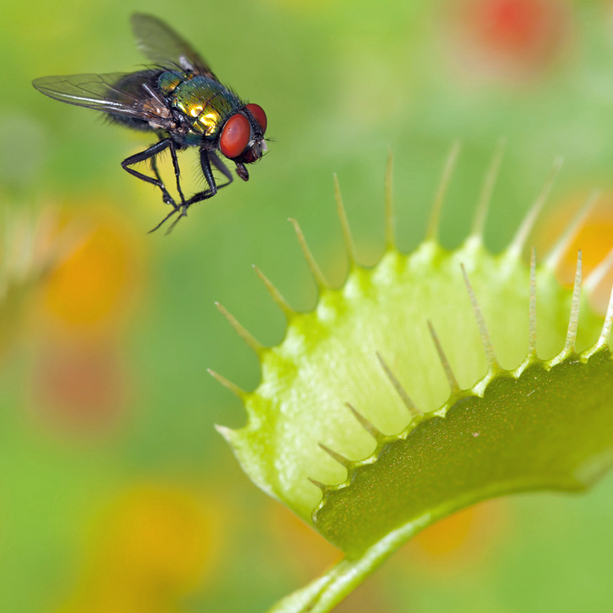 Fliegenfalle selber bauen