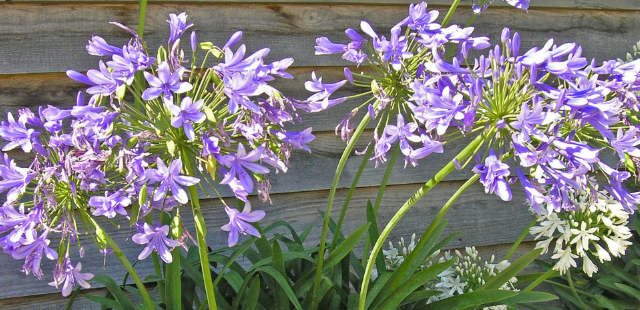 Schmucklilien pflegen: 3 häufige Fehler