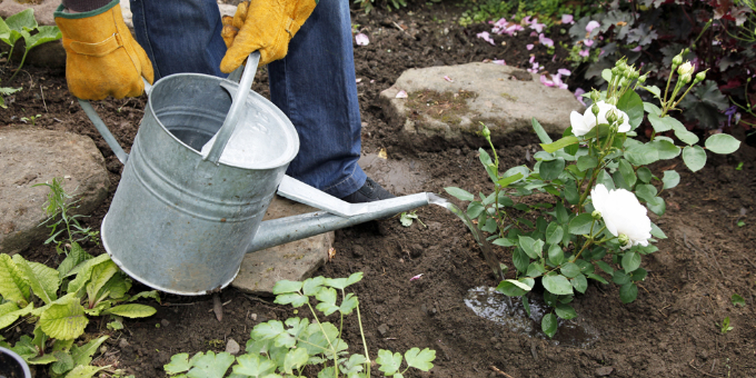 Die 3 wichtigsten Gartenarbeiten im Juli 