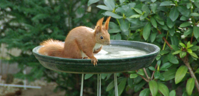 Naturschutz im Garten: Was im August wichtig ist