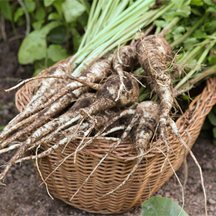 Gartentipps für den Nutzgarten im Dezember