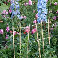 Ziergartentipps im Juni
