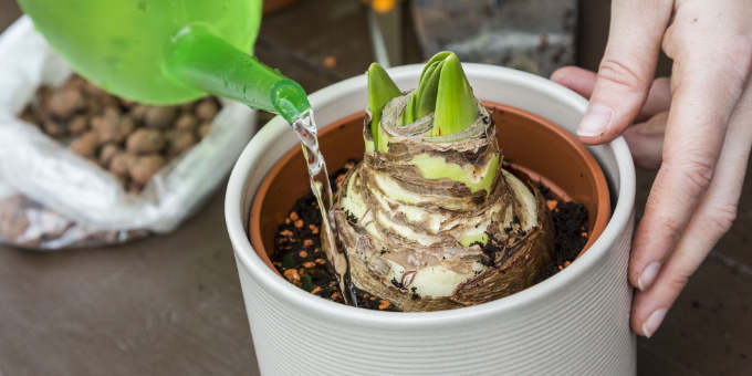 Amaryllis gießen: Wie viel Wasser braucht sie wirklich? 