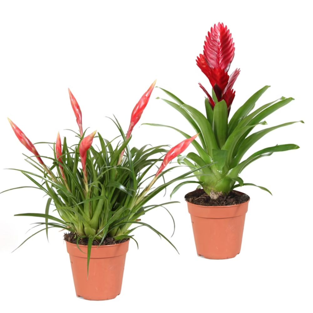 Bromelien Stars