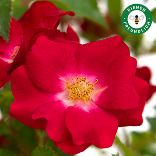 Strauchrose Rosy Boom® 'La Belle Rouge'®