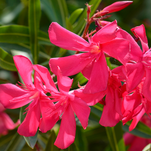 Oleander-Stamm