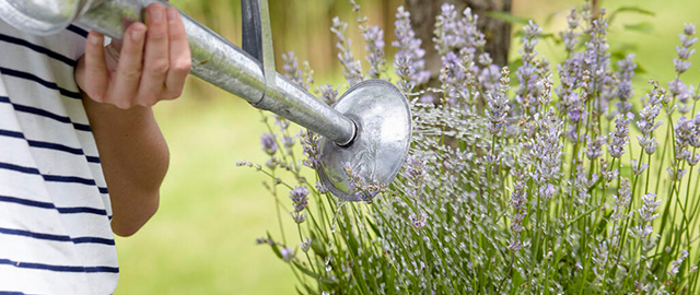 Lavendel gießen: Weniger ist mehr