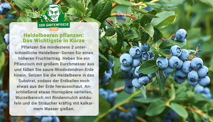 Heidelbeeren pflanzen & pflegen