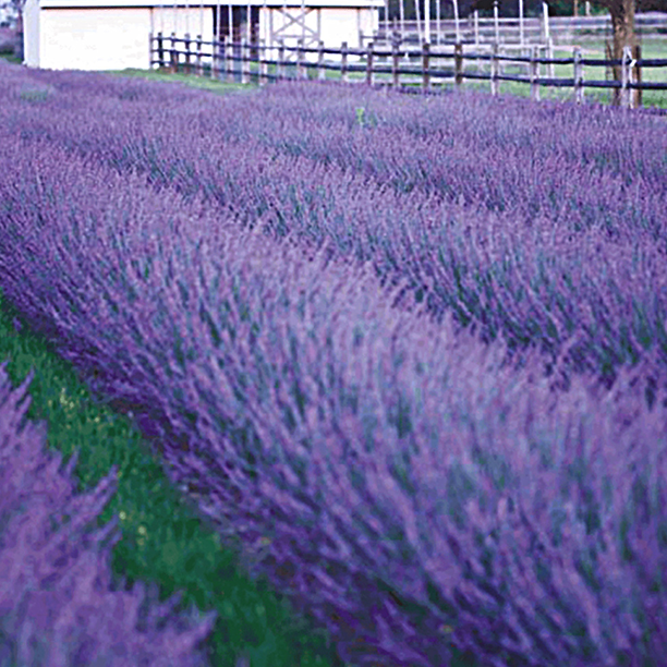 Lavendel 