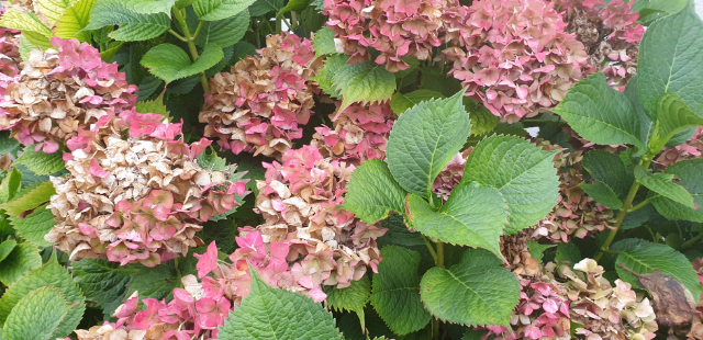 Ihre Hortensie ist verblüht? Das sollten Sie jetzt tun 