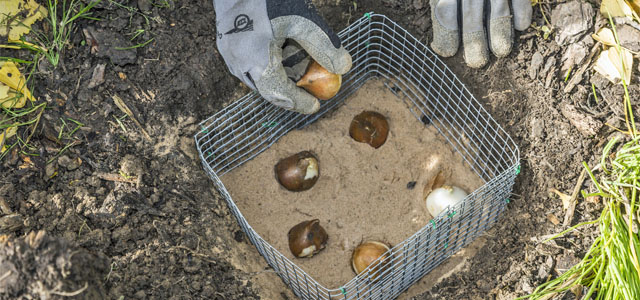 Die 3 wichtigsten Gartenarbeiten im Oktober