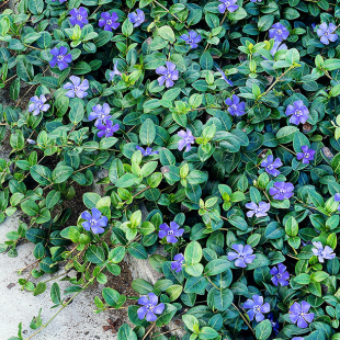 Vinca minor "Blau", 3 Pflanzen