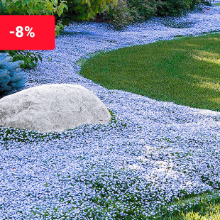 Isotoma 'Blue Foot'®, 3 Pflanzen