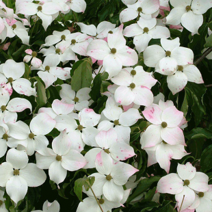 Japanischer Blüten-Hartriegel