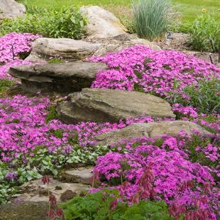 Teppichphlox "Emerald Pink"