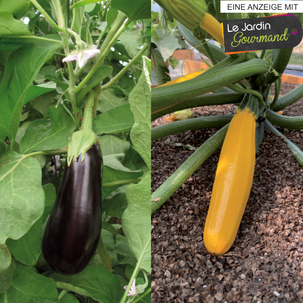 Aubergine und Zucchini