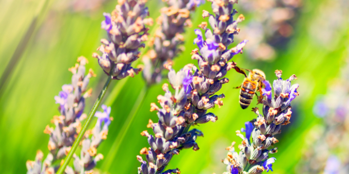 Lavendel verblüht? Das müssen Sie jetzt tun 