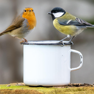 Winterfütterung: Was unsere Vögel am liebsten mögen