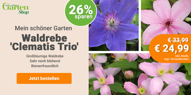 Waldrebe 'Clematis Trio'