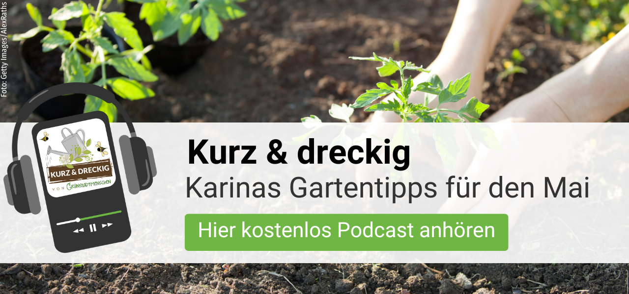 Podcast 