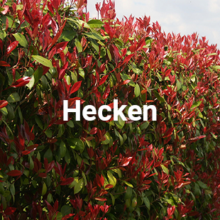 Kategorie: Hecken