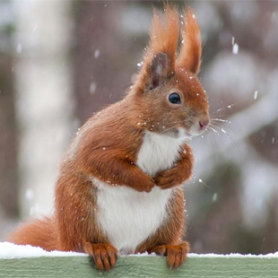 Eichhörnchen im Winter füttern