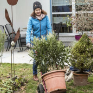 Oleander überwintern: Pflegetipps fürs Winterquartier 
