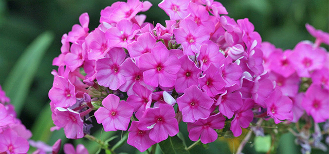 Phlox schneiden