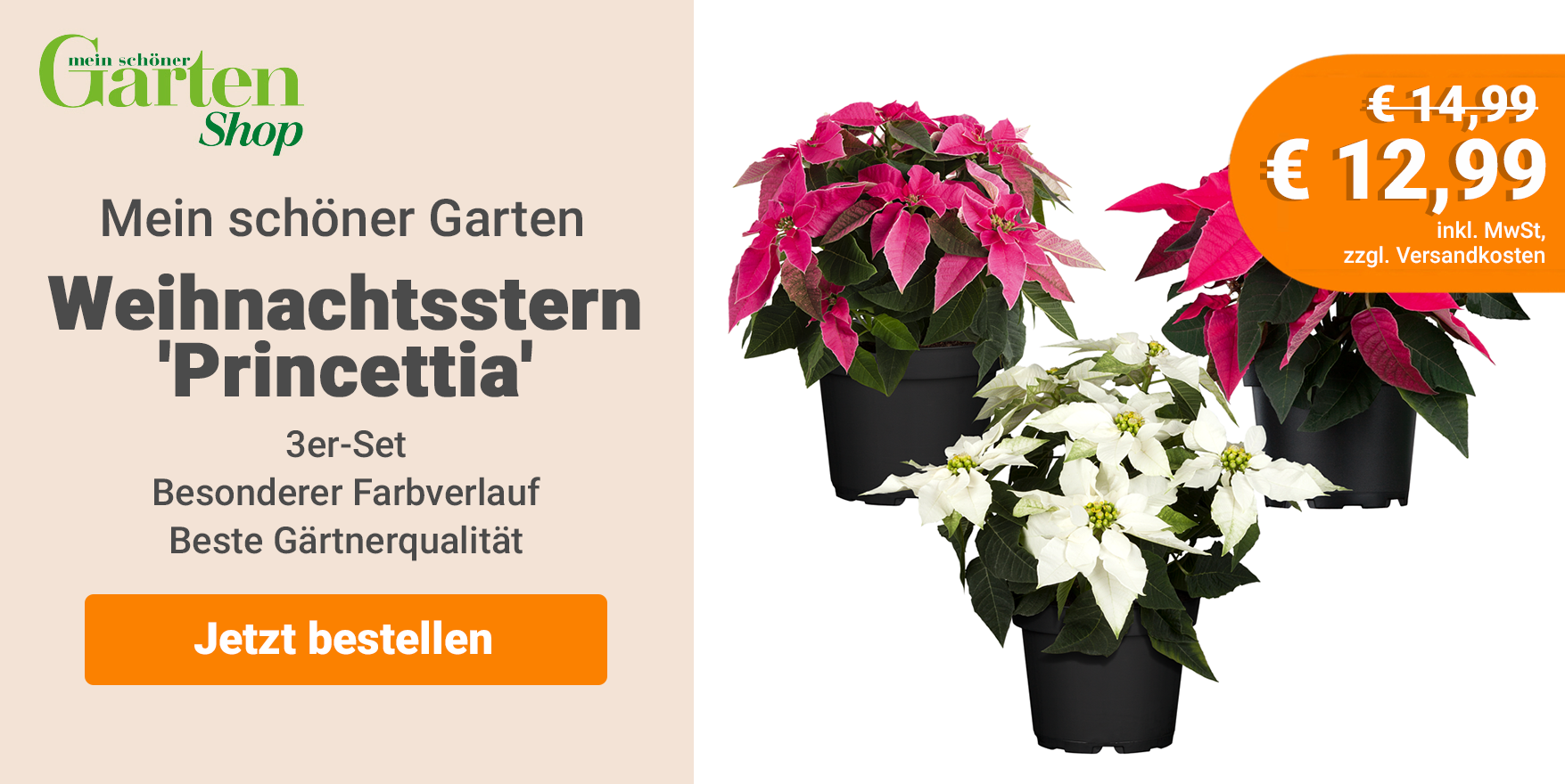 Deal: Weihnachtssterne