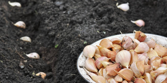 Knoblauch stecken: Wann ist der perfekte Zeitpunkt?