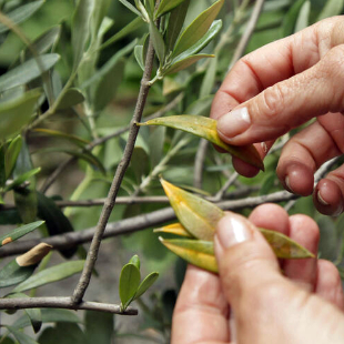 Der Olivenbaum verliert Blätter? Daran liegt’s