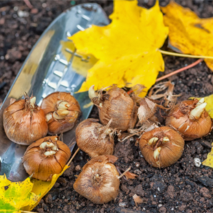 Blumenzwiebeln pflanzen: So geht’s richtig