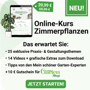 Online-Kurs: Jetzt Zimmerpflanzen-Profi werden!