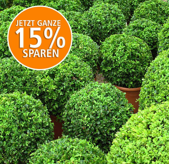 Mein schöner Garten Buchsbaum-Kugeln 15% sparen