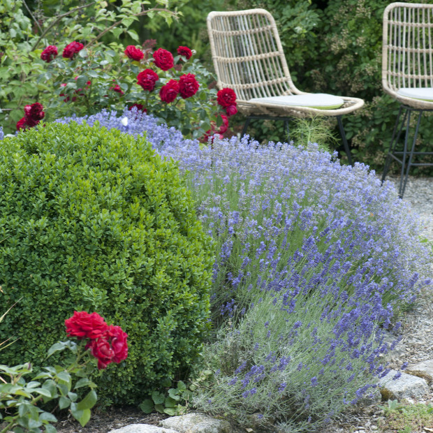 Lavendel Blütenpracht