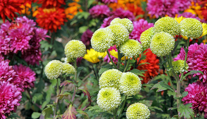 HERBSTLICHE FARBENPRACHT