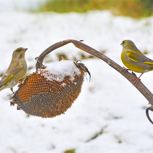 Die 5 wichtigsten Samenpflanzen für Singvögel