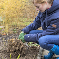 Dahlien überwintern